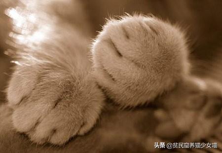 新手如何快速玩转猫咪AV最新官网？