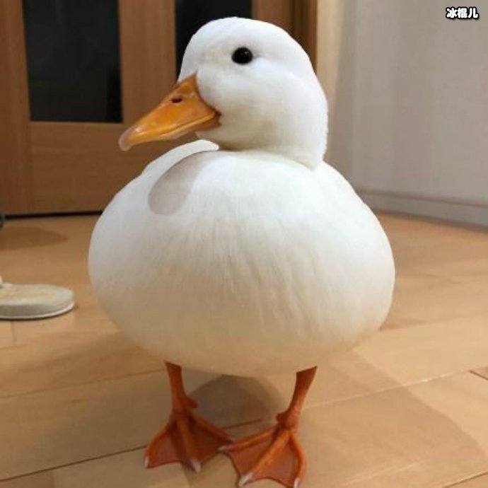 call duck
