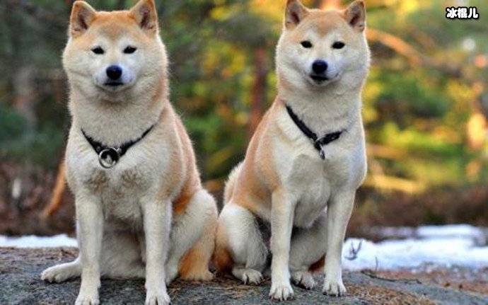 秋田犬