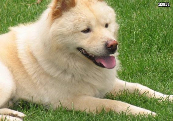 日本秋田犬