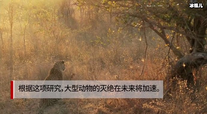 暮色中的猎豹
