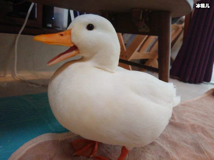 王思聪买鸭子