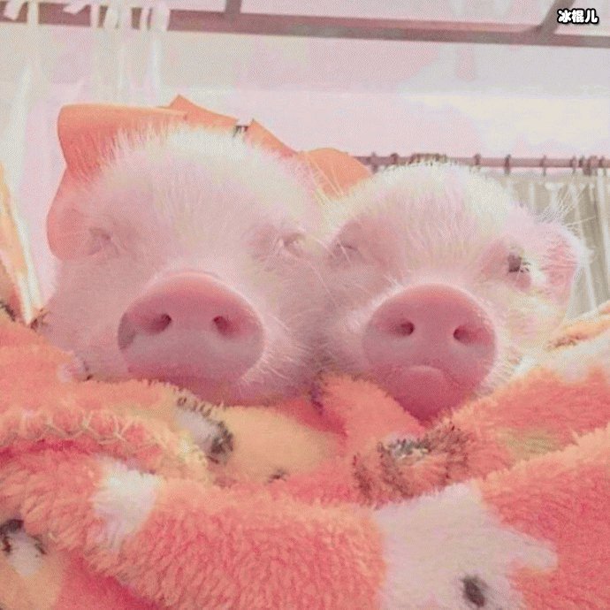 王思聪买鸭子