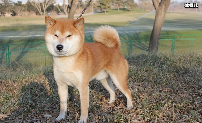 柴犬