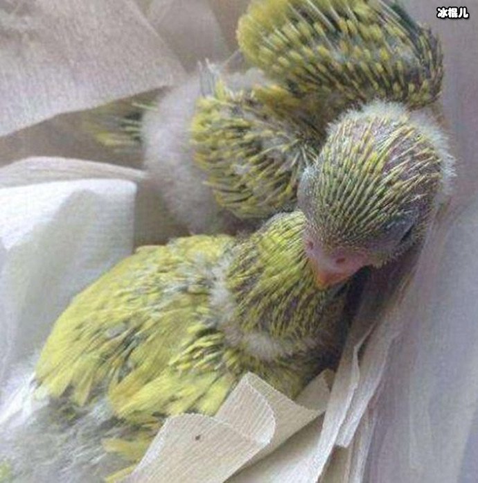 绿腰鹦哥