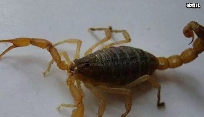 蝎子