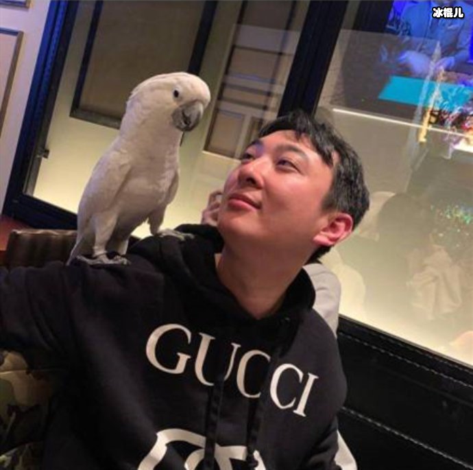 王思聪鹦鹉