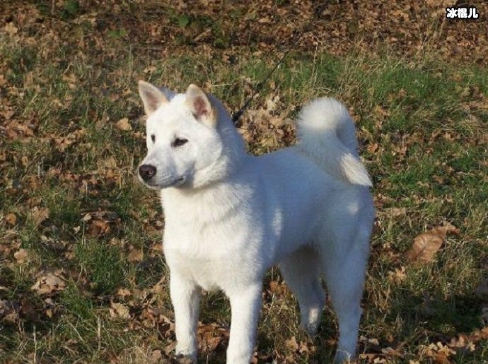 纪州犬