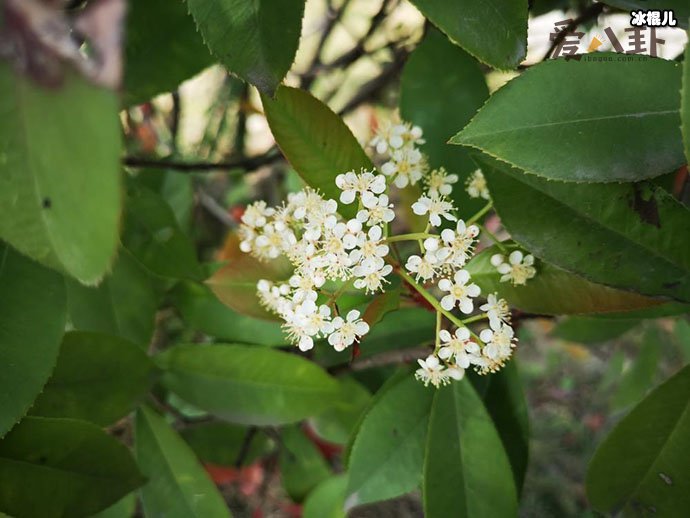 石楠花为什么叫最污花